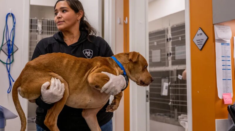 Pricier vet care: Fewer visits but still many $11,000 surgeries | Fortune