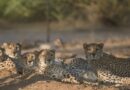 Somaliland centre saves cheetahs from trafficking to Gulf palaces