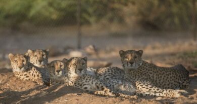 Somaliland centre saves cheetahs from trafficking to Gulf palaces