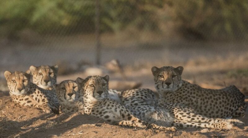 Somaliland centre saves cheetahs from trafficking to Gulf palaces