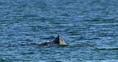Humpback Whale Stranded Off German Coast Is Freed by Rescuers