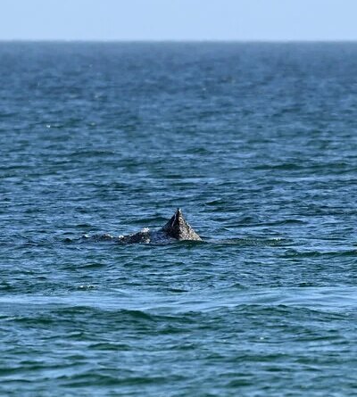 Humpback Whale Stranded Off German Coast Is Freed by Rescuers