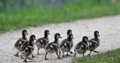 Everything we like is a psyop | TechCrunch