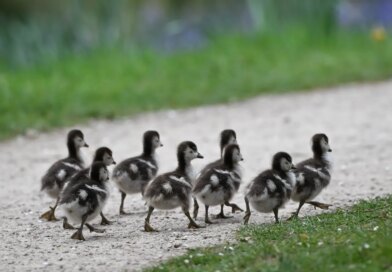 Everything we like is a psyop | TechCrunch