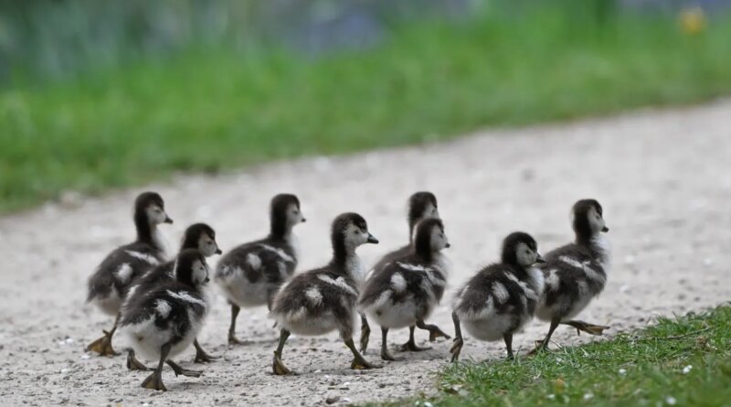 Everything we like is a psyop | TechCrunch