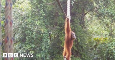 How one orangutan braved new bridge to unite his split community