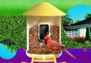 I Turned My Backyard Into a Nature Documentary With a Flock of Smart Bird Feeders