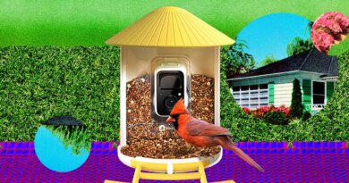 I Turned My Backyard Into a Nature Documentary With a Flock of Smart Bird Feeders