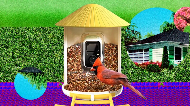 I Turned My Backyard Into a Nature Documentary With a Flock of Smart Bird Feeders