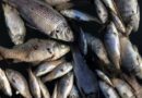 Iraq fish die-off leaves farmers mourning lost livelihoods