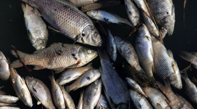 Iraq fish die-off leaves farmers mourning lost livelihoods