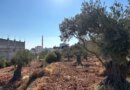 olive trees with buildings in the background