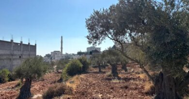 olive trees with buildings in the background