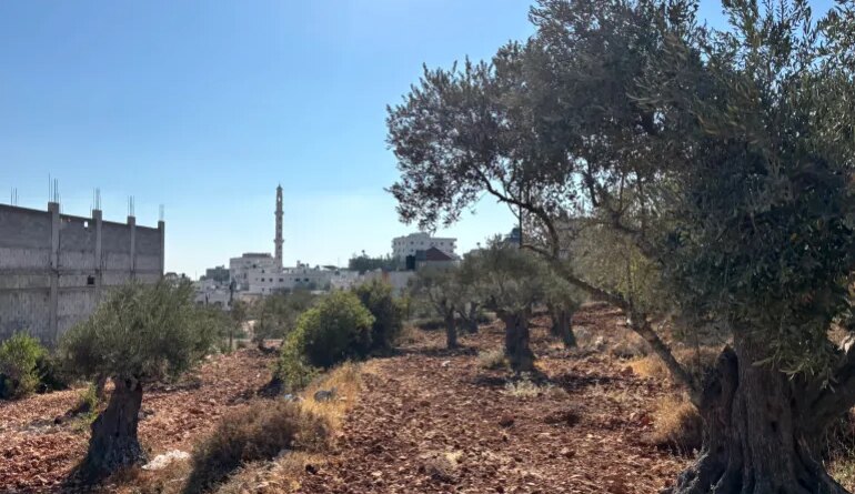 olive trees with buildings in the background