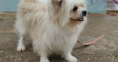 What Having a Pet Actually Means: Realistic Things to Consider - Rosanna Davison Nutrition