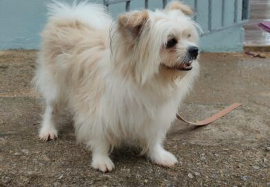 What Having a Pet Actually Means: Realistic Things to Consider - Rosanna Davison Nutrition