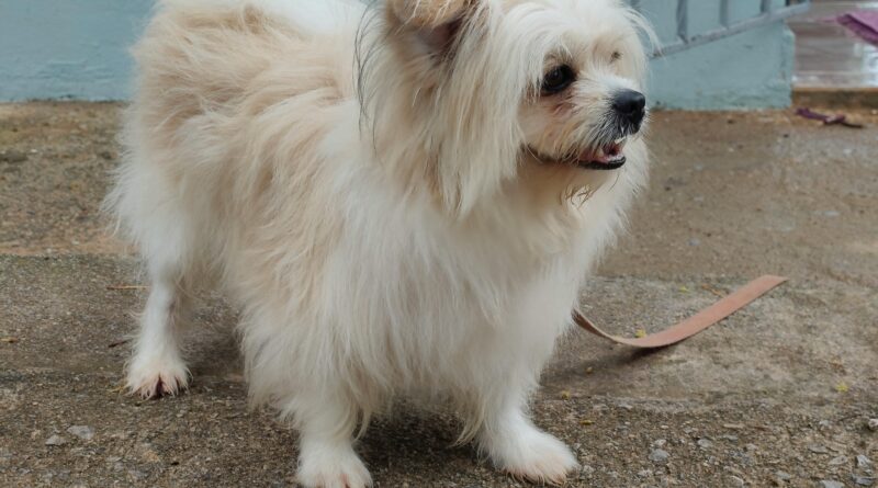 What Having a Pet Actually Means: Realistic Things to Consider - Rosanna Davison Nutrition