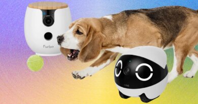 You Live in a Surveillance State. Your Pets Should, Too (With These WIRED-Tested Pet Cameras)