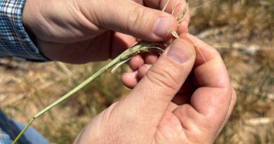 'Am I out?' Drought and rising costs from Iran war deepen pain for US farmers