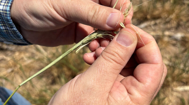 'Am I out?' Drought and rising costs from Iran war deepen pain for US farmers