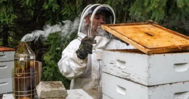 A college student is funding his tuition by raising bees and selling honey: 'This is the ultimate side business'