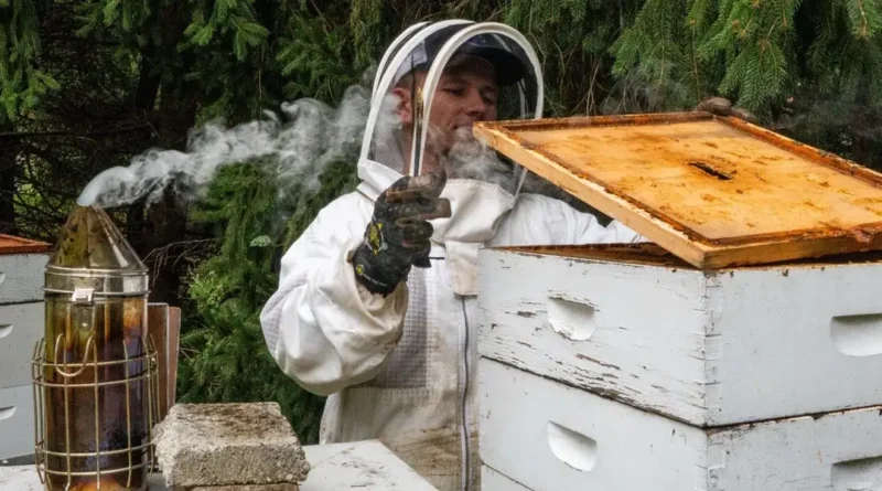 A college student is funding his tuition by raising bees and selling honey: 'This is the ultimate side business'