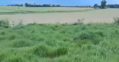 Beware of Drunk Deer, French Police Say, Announcing Season of Inebriation