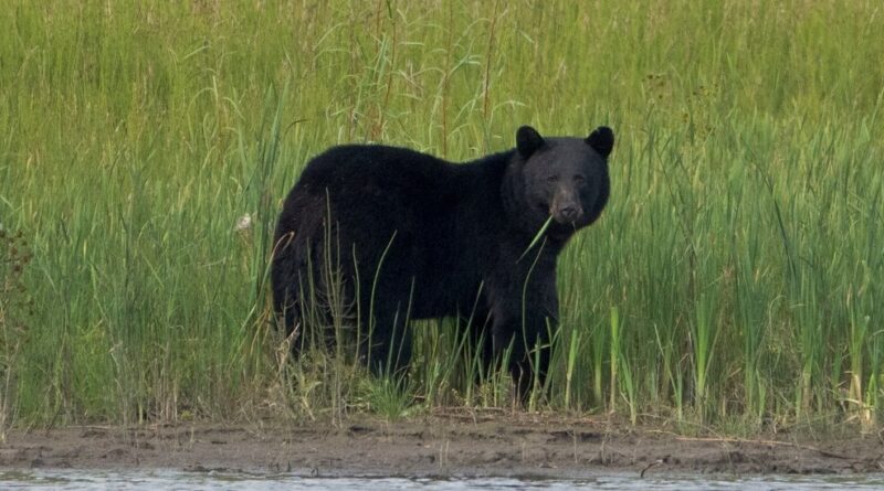 Black Bear Fatally Mauls Uranium Contractor in Northern Canada