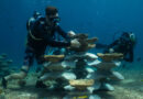 Can Concrete Molds Revive Coral Reefs Ruined by Bombs and Climate Change?
