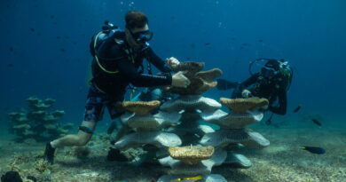 Can Concrete Molds Revive Coral Reefs Ruined by Bombs and Climate Change?
