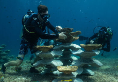 Can Concrete Molds Revive Coral Reefs Ruined by Bombs and Climate Change?
