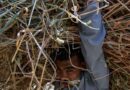 Egypt farmers hit by Iran war price surge