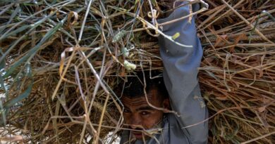 Egypt farmers hit by Iran war price surge