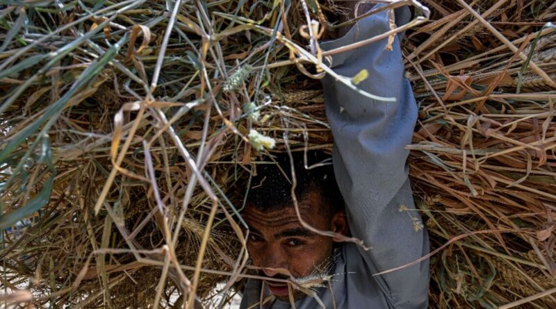 Egypt farmers hit by Iran war price surge