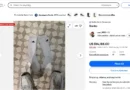 GameStop CEO's eBay account has been reinstated after it was suspended for 'suspicious activity'