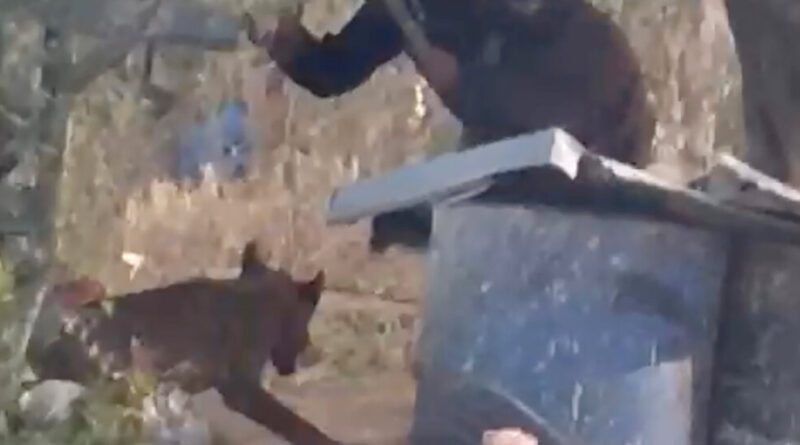 In West Bank, Latest Victim of Israeli Settler Violence Shocks in a New Way