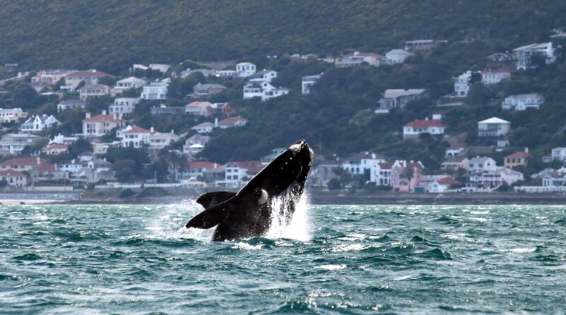 Middle East conflicts a danger for whales off S.Africa: study