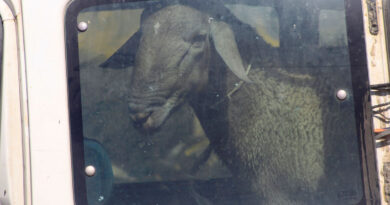 Sheep theft ruins Eid festivities for Palestinian shepherd