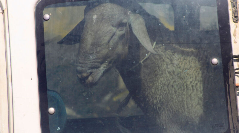 Sheep theft ruins Eid festivities for Palestinian shepherd