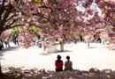 South Korea’s Cherry Blossoms Attract a Connoisseur: The Japanese
