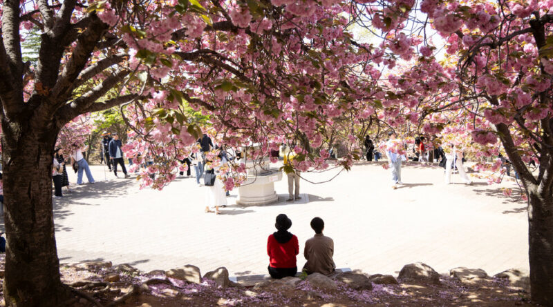 South Korea’s Cherry Blossoms Attract a Connoisseur: The Japanese