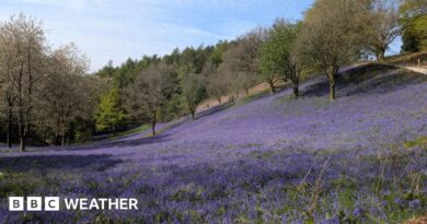 Trees and a sloping field of bluebells giving a carpet of purple