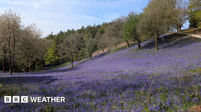 Trees and a sloping field of bluebells giving a carpet of purple