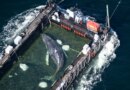 Timmy the humpback whale escapes to the North Sea