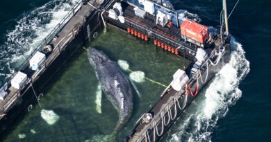 Timmy the humpback whale escapes to the North Sea