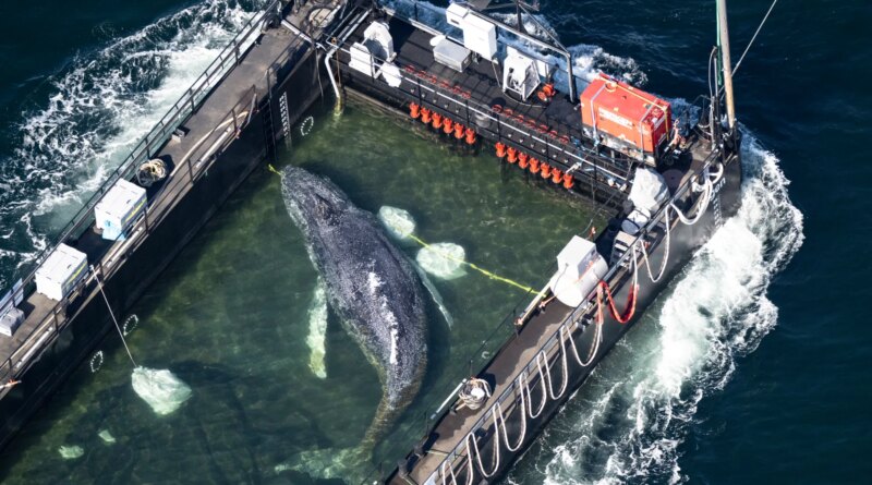 Timmy the humpback whale escapes to the North Sea