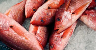 Trump expands red snapper fishing as critics warn of overfishing