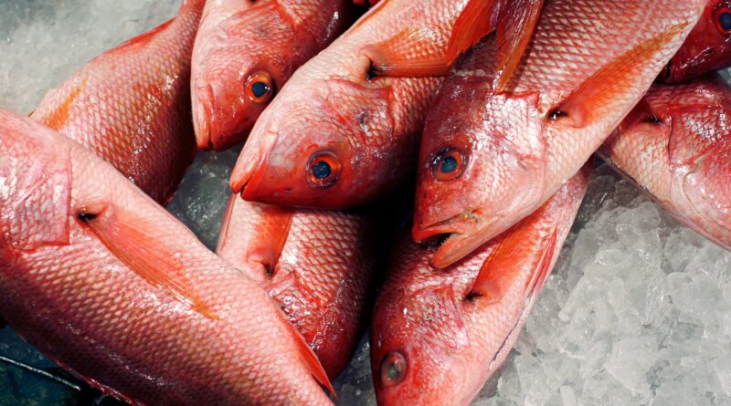 Trump expands red snapper fishing as critics warn of overfishing