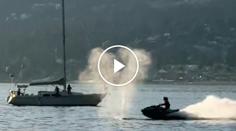 Video: Video Shows a Jet Ski Collide With a Grey Whale