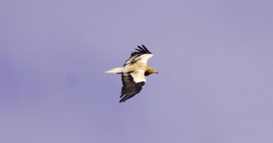 War imperils rare vultures' yearly odyssey to the Balkans